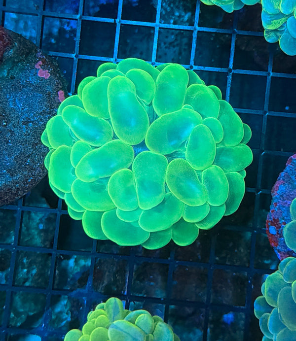 Bubble Coral