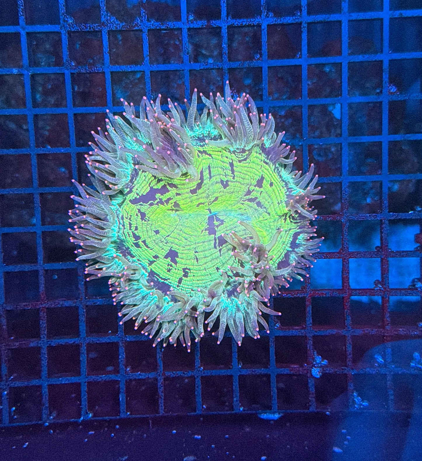 Elegance coral