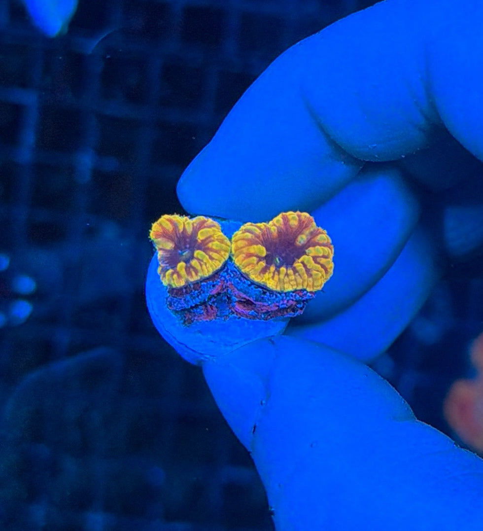 Solar Bloom Blasto double