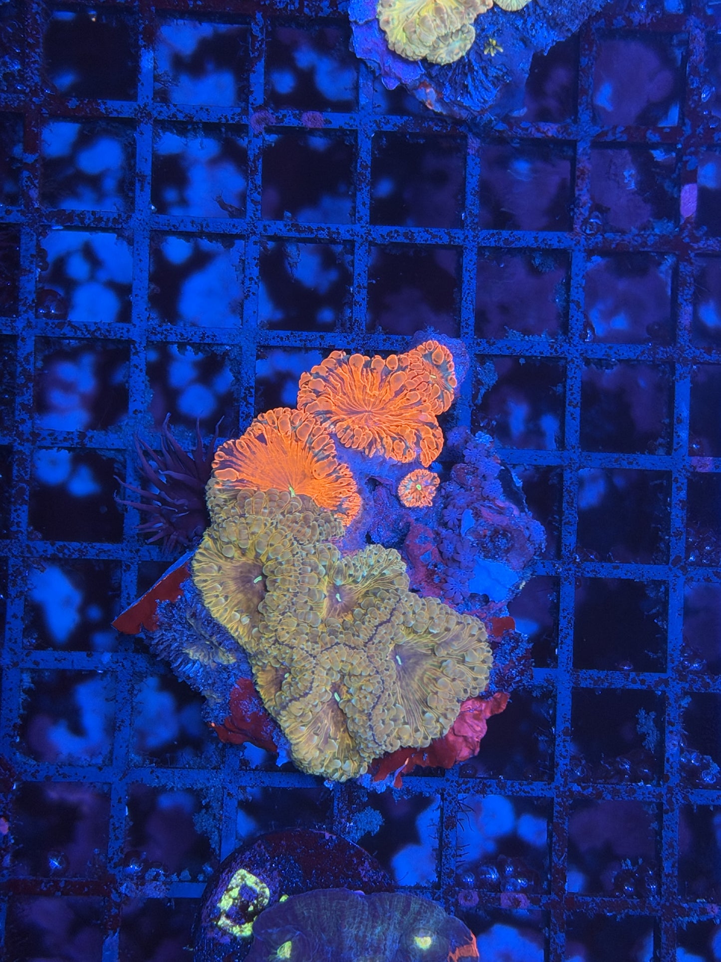 Graft Blasto colony