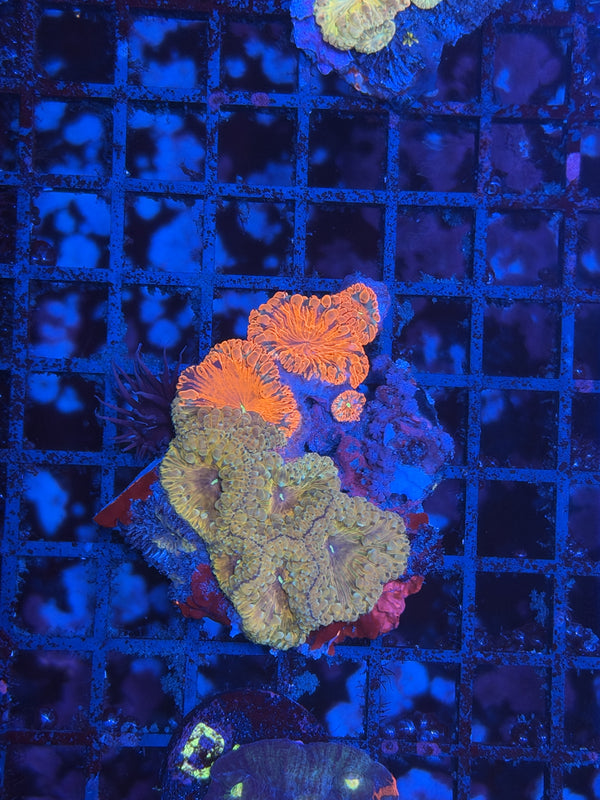 Graft Blasto colony