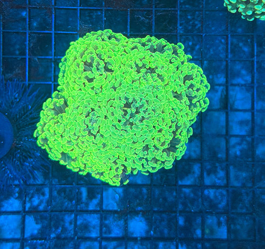 Splatter hammer colony