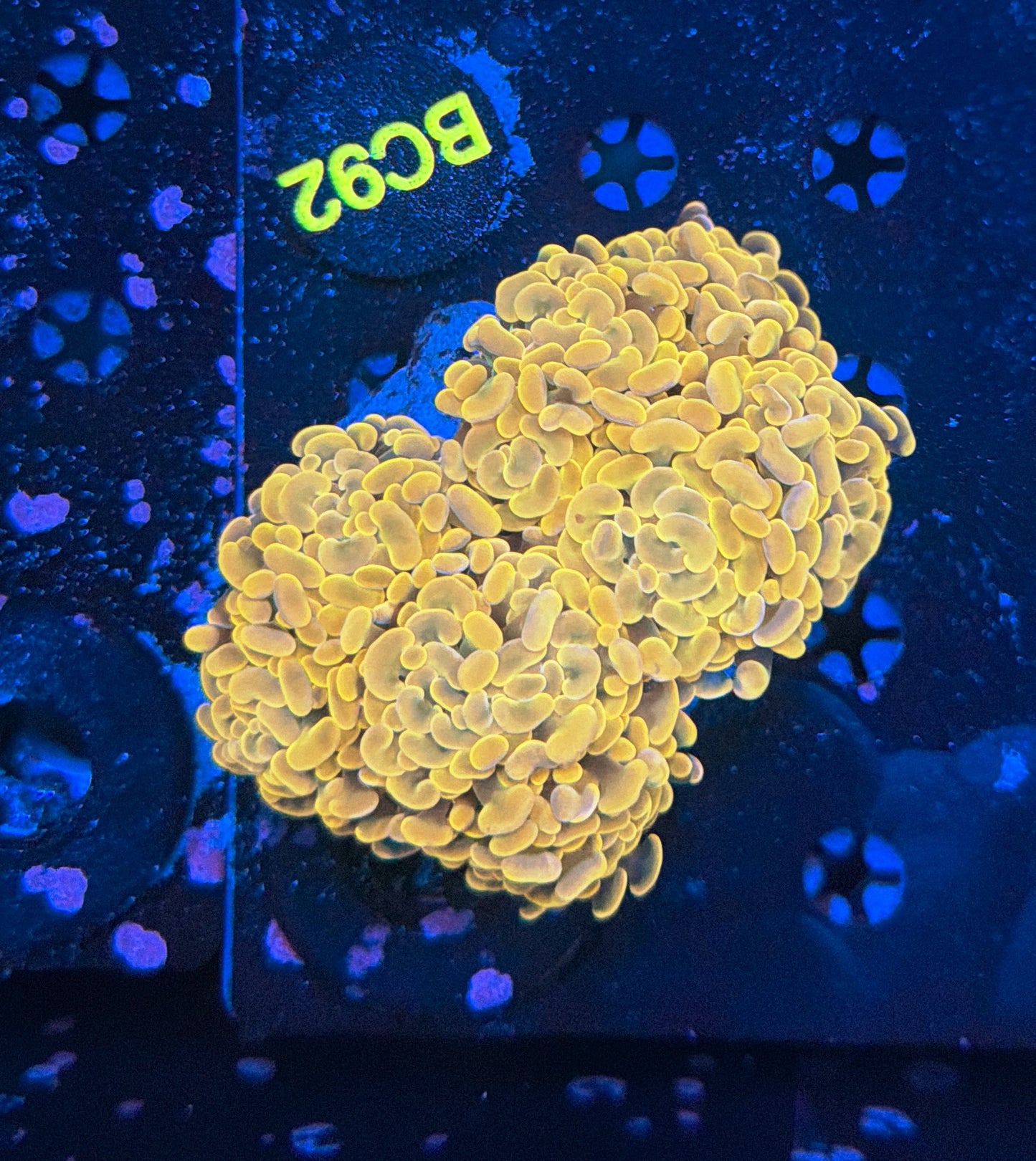 Indo hammer colony