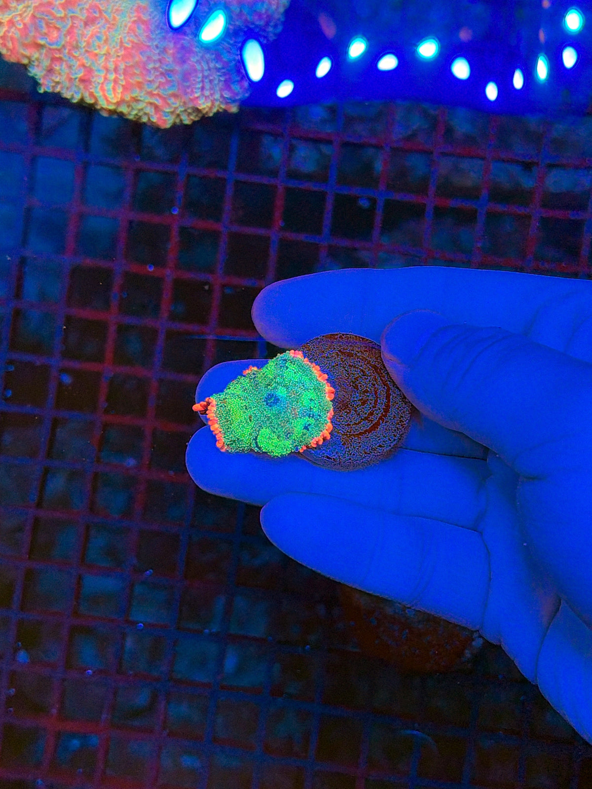 Rainbow frank clearance