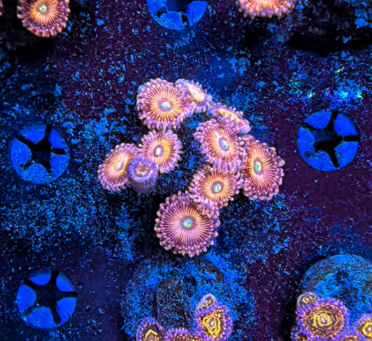 Rainbow Zoa