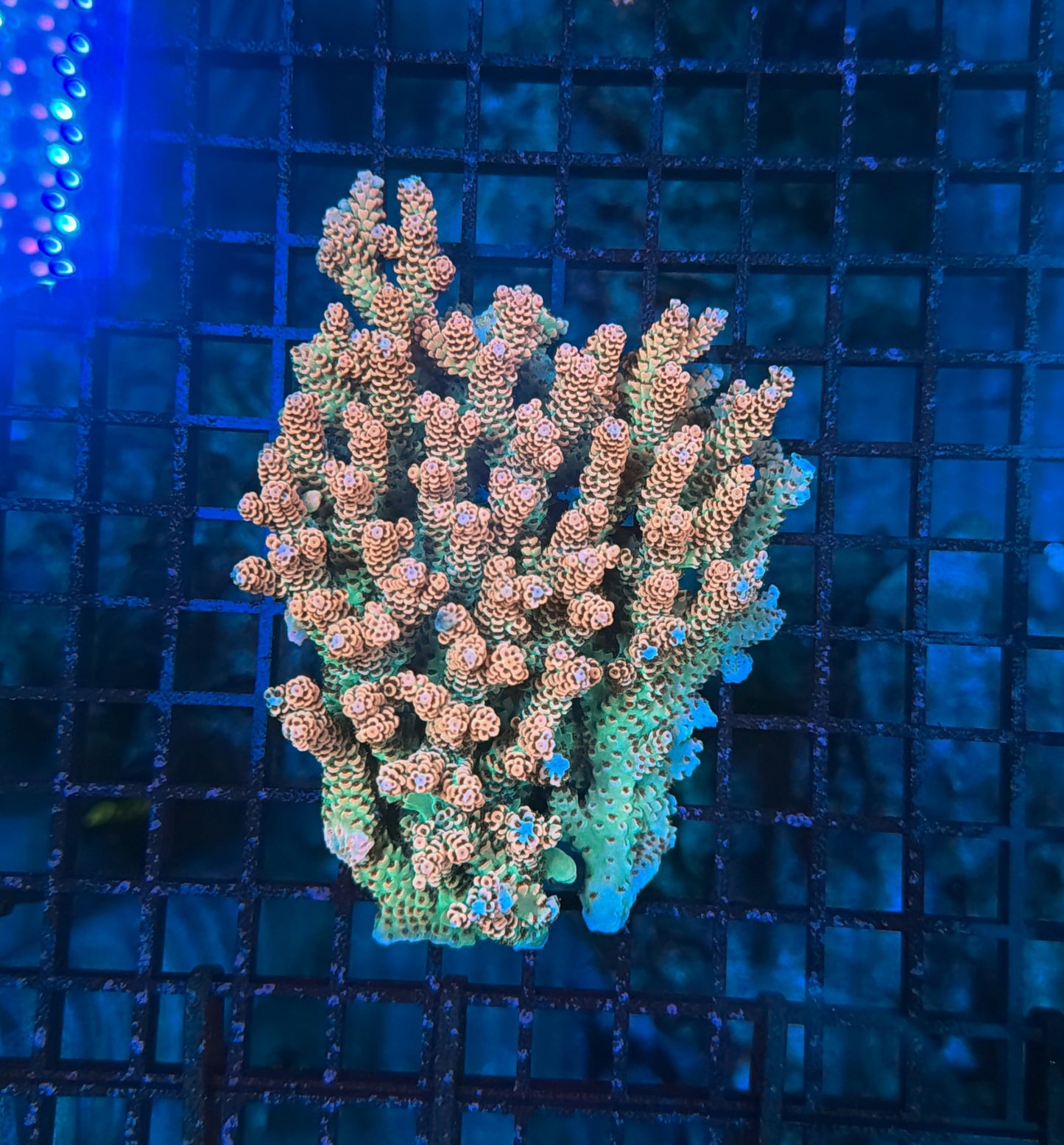 Malay selago