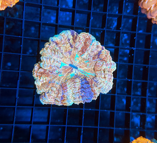 Rainbow Acantho