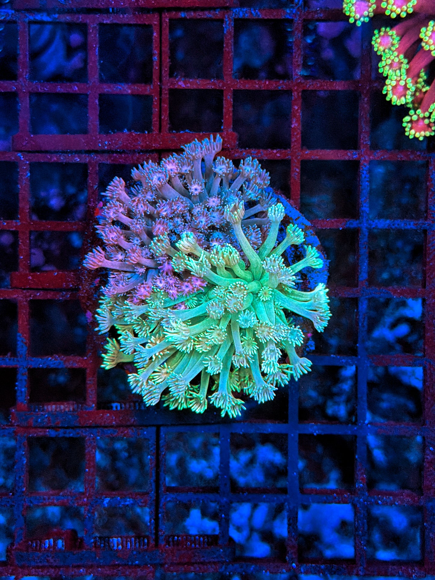 Rainbow goni double