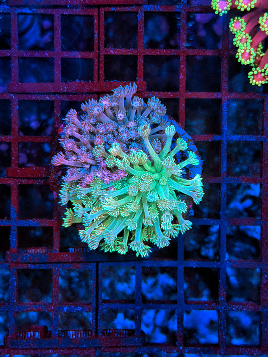 Rainbow goni double
