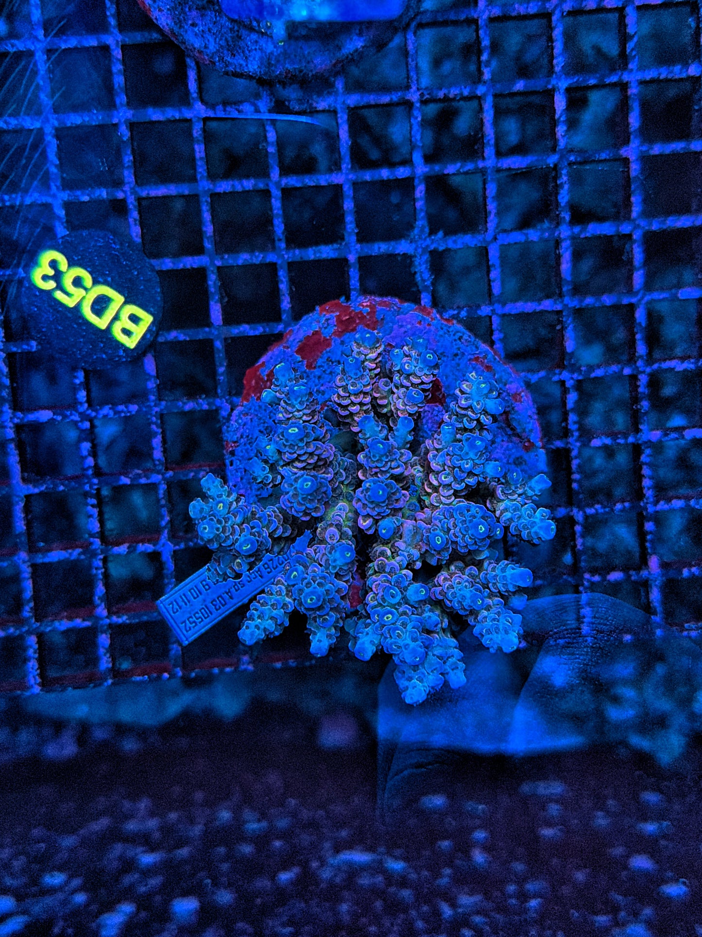 Indo Premium Acro