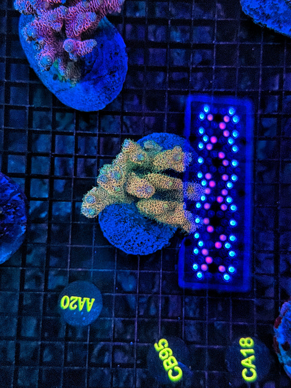 Indo Premium Acro