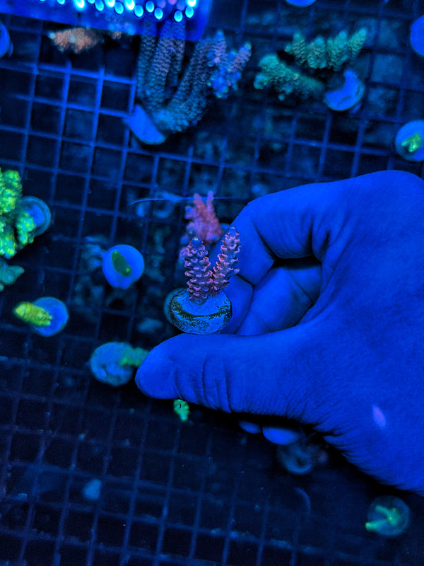 Tenius frag
