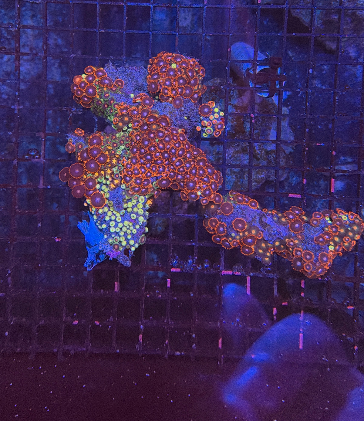 Rainbow zoa clearance