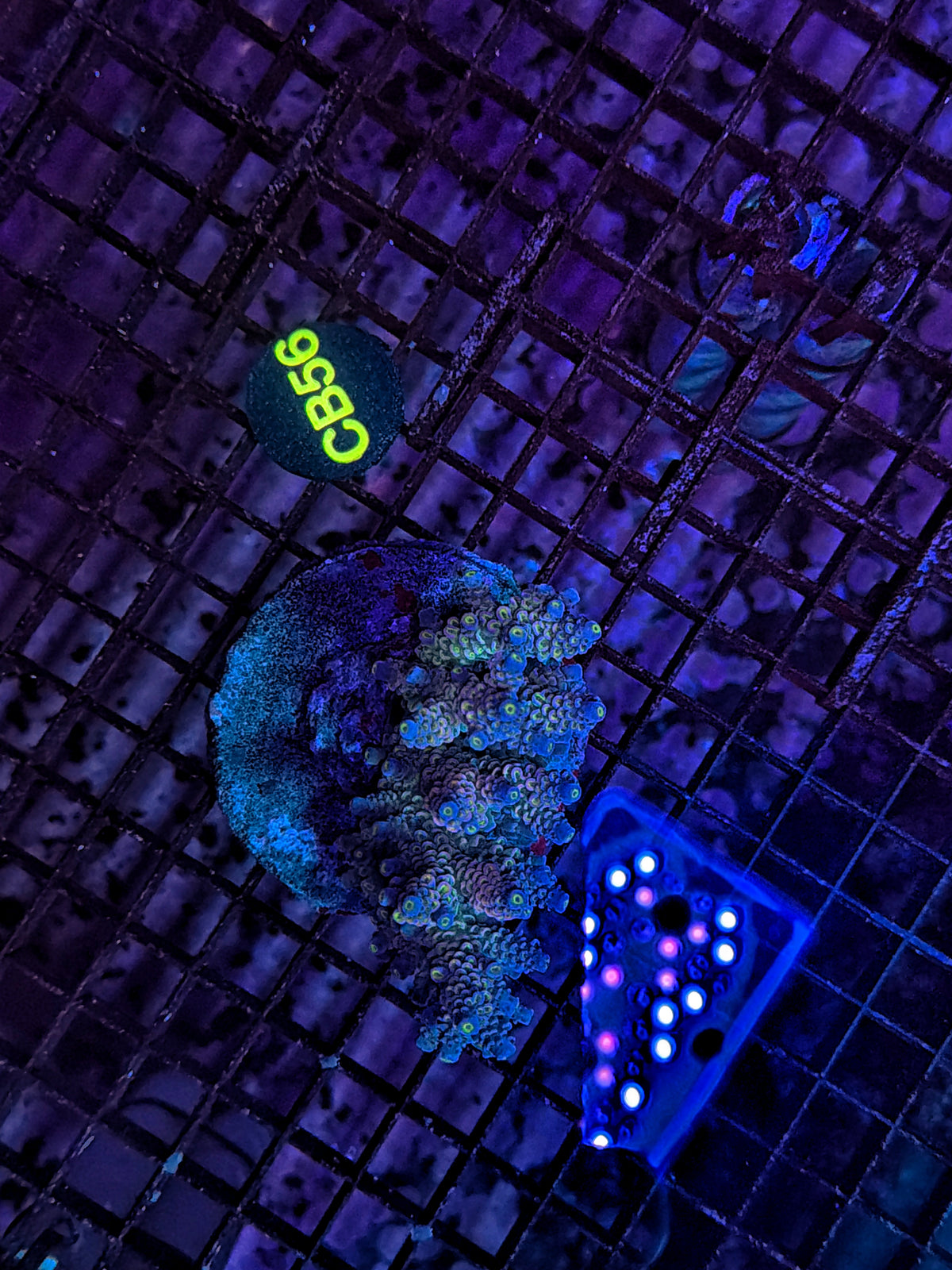 Indo Premium acro clearance