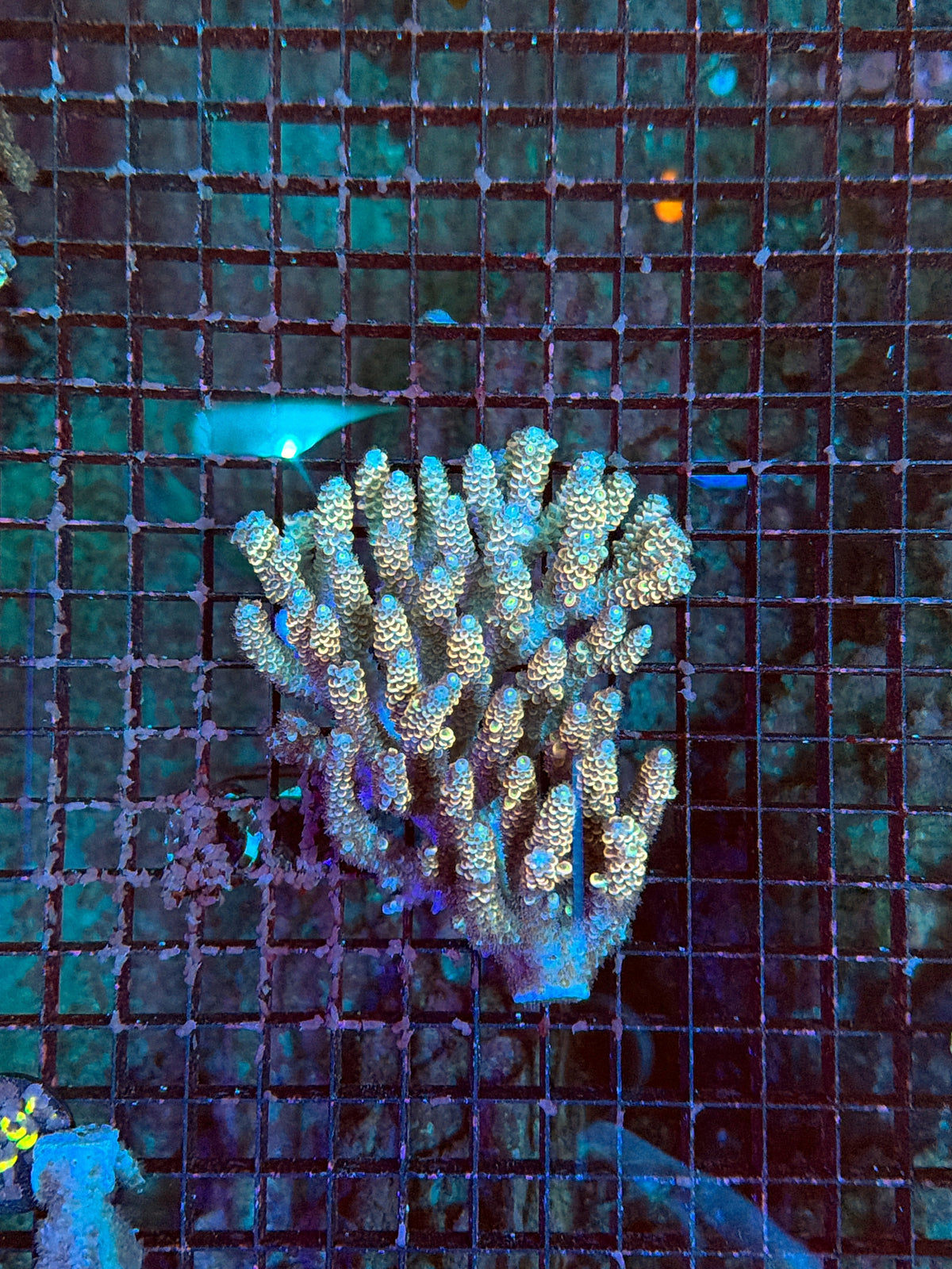 Malay Tenius