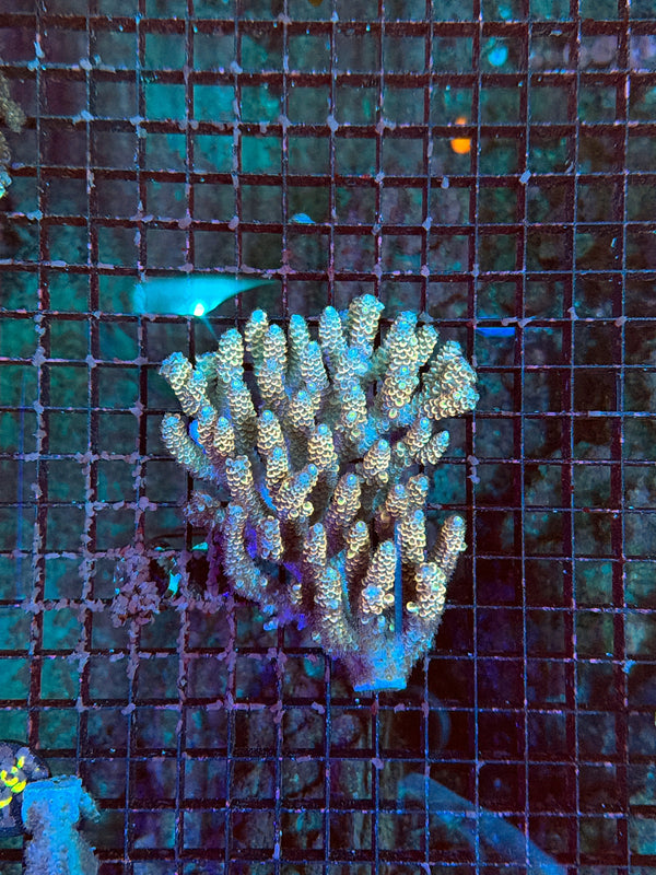Malay Tenius