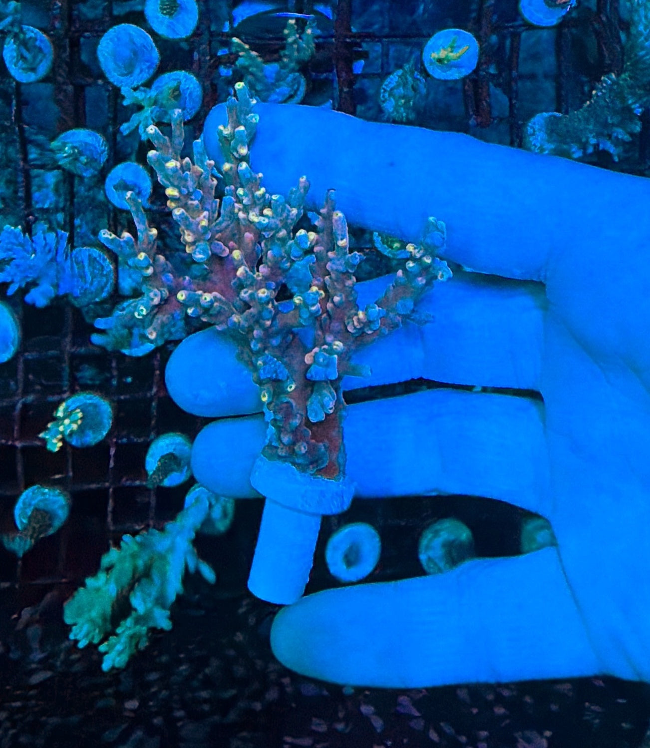 Malay speciosa larger frag with barnacle