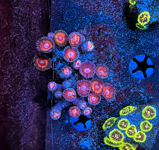 Rainbow Zoa