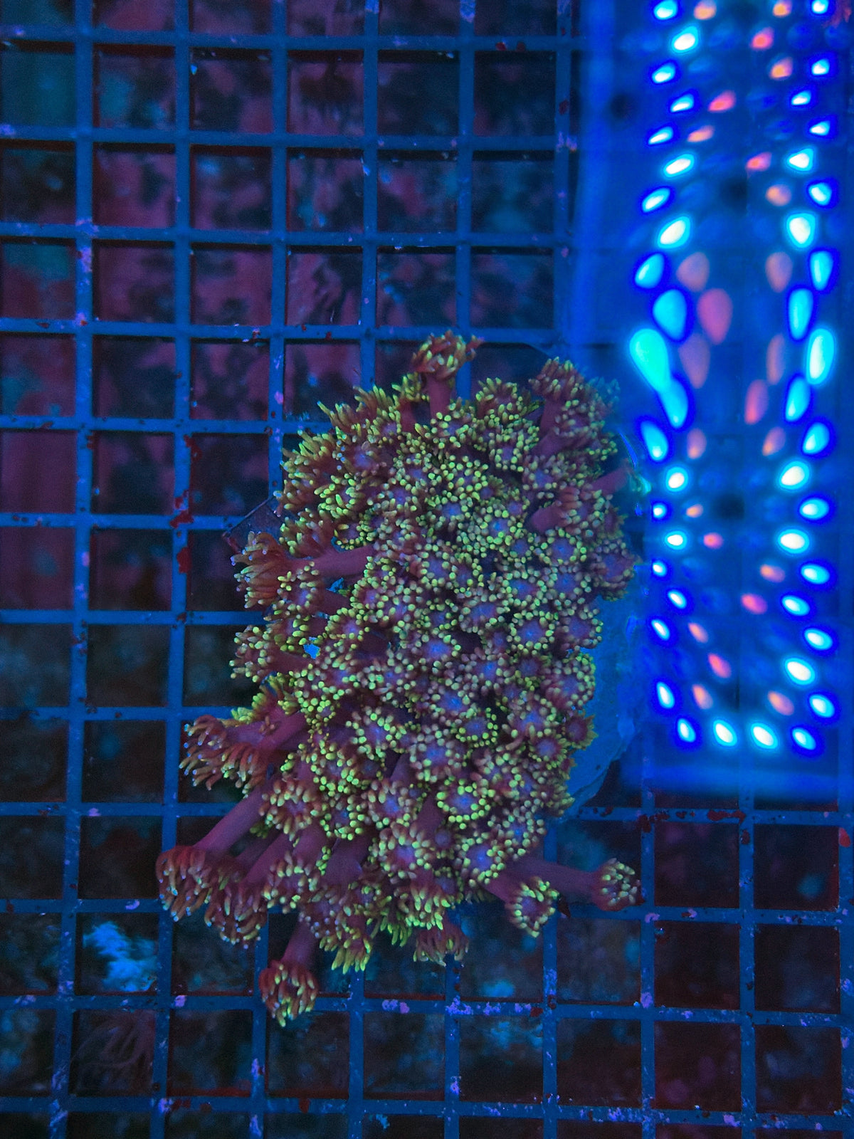 Goniopora