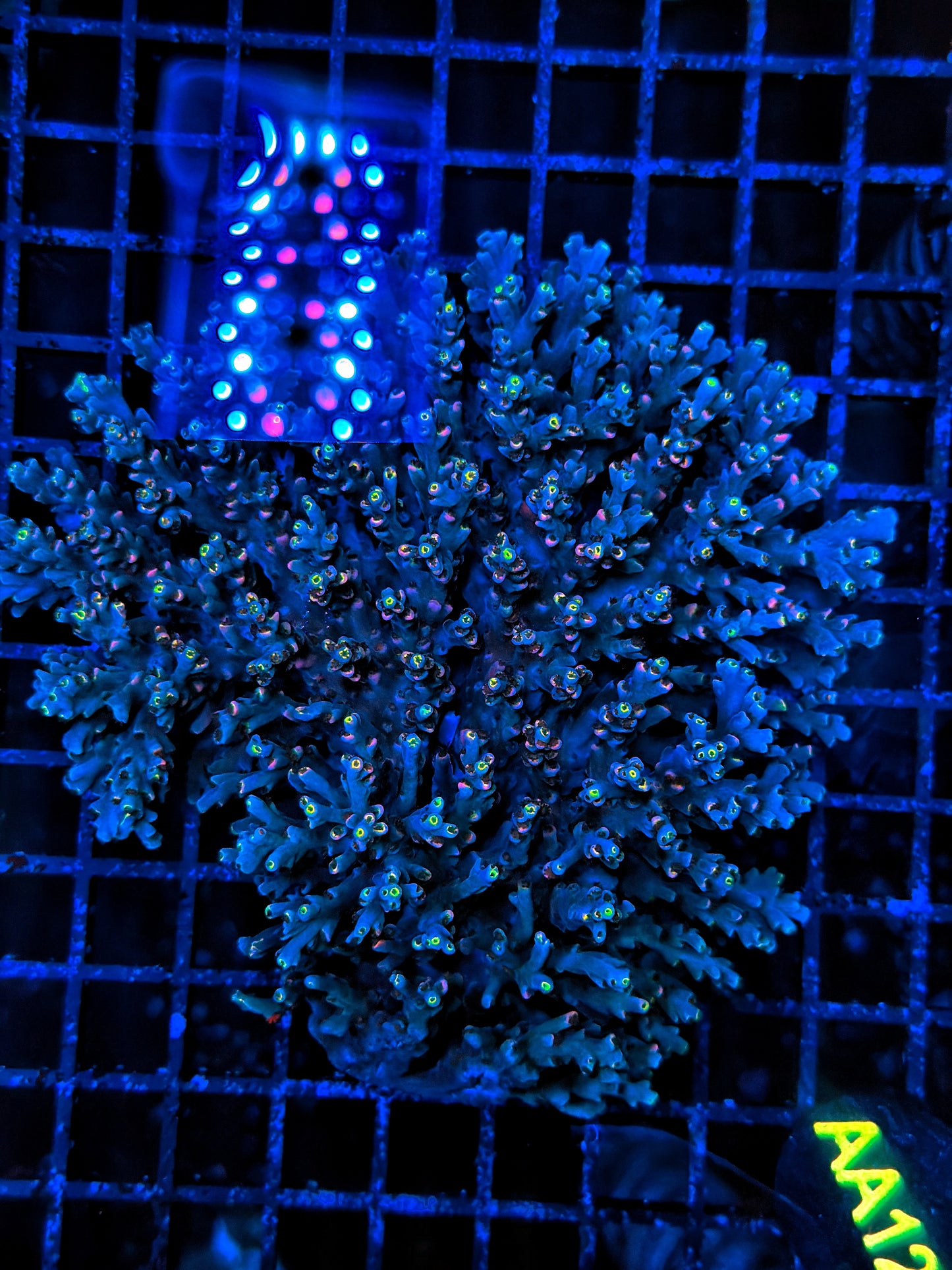 Malay Acro