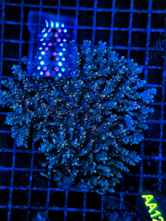 Malay Acro