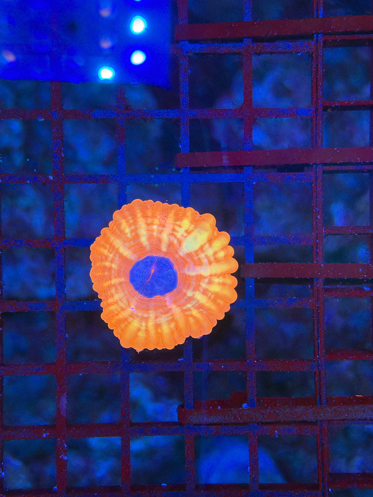 Sp Cynarina