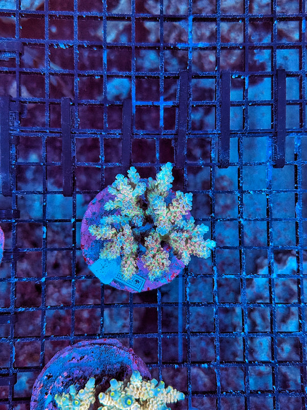 Indo Premium acro