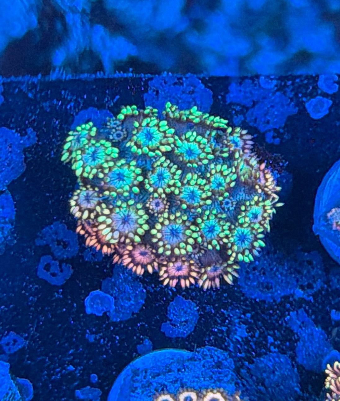 OKC Holy Grail Graft Goni
