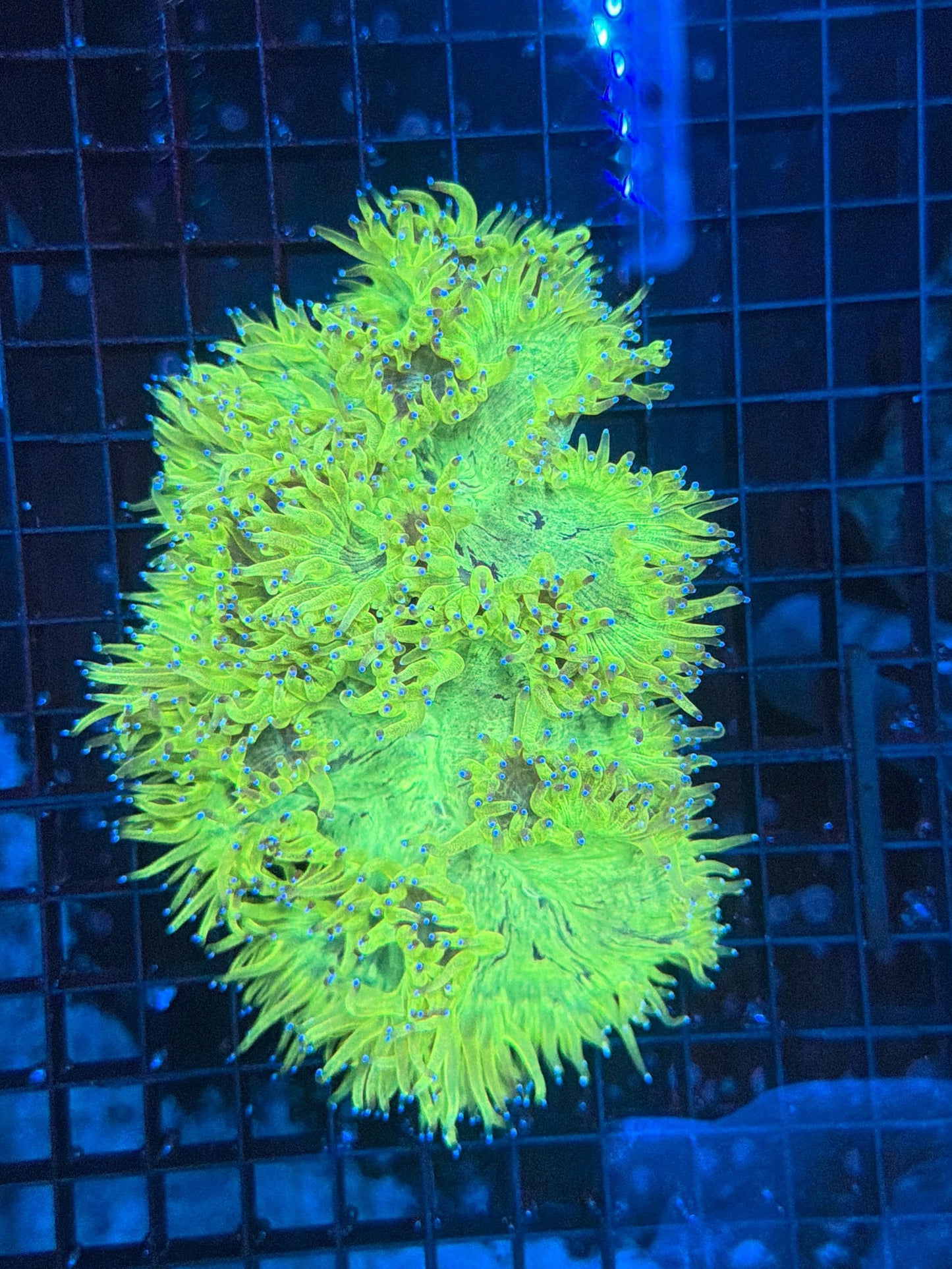 Elegance coral