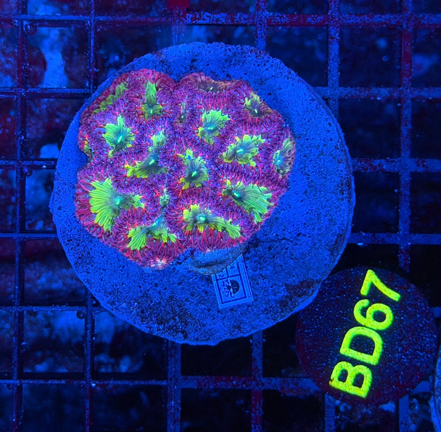 Rainbow blasto