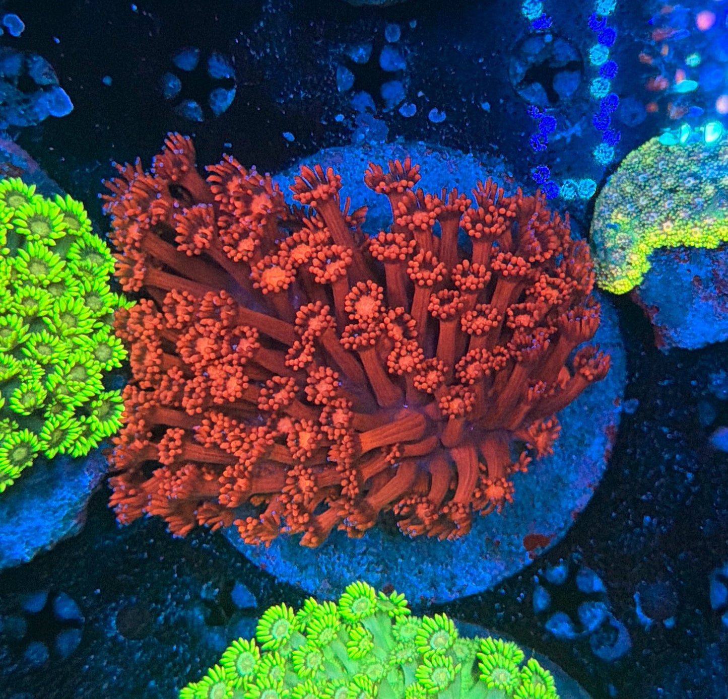 Red Goni colony