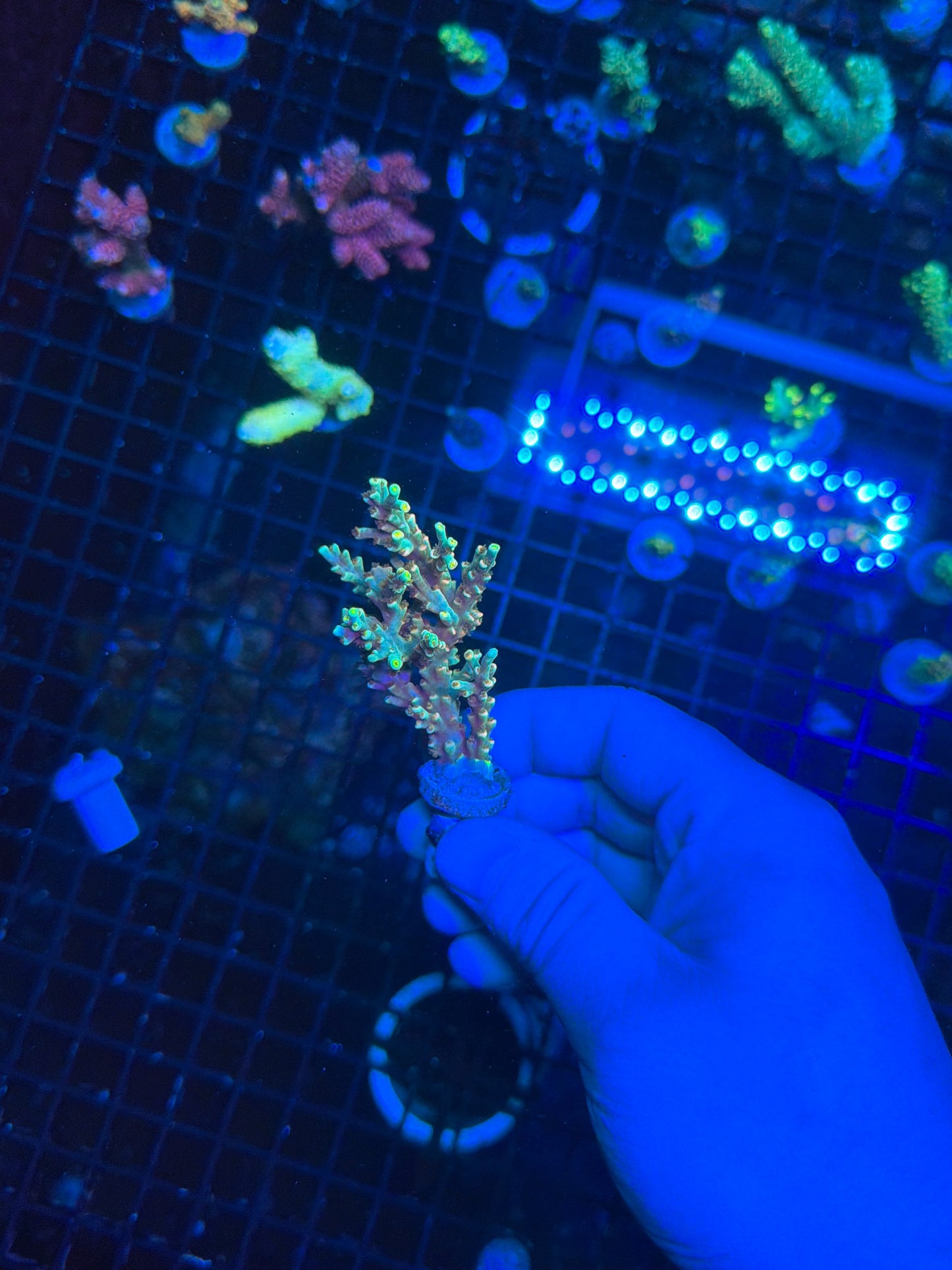 Speciosa encrusted mini colony