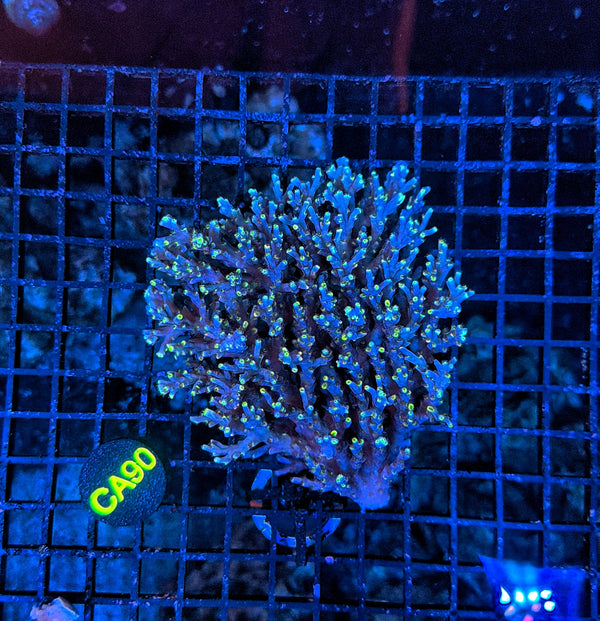 Malay Acro