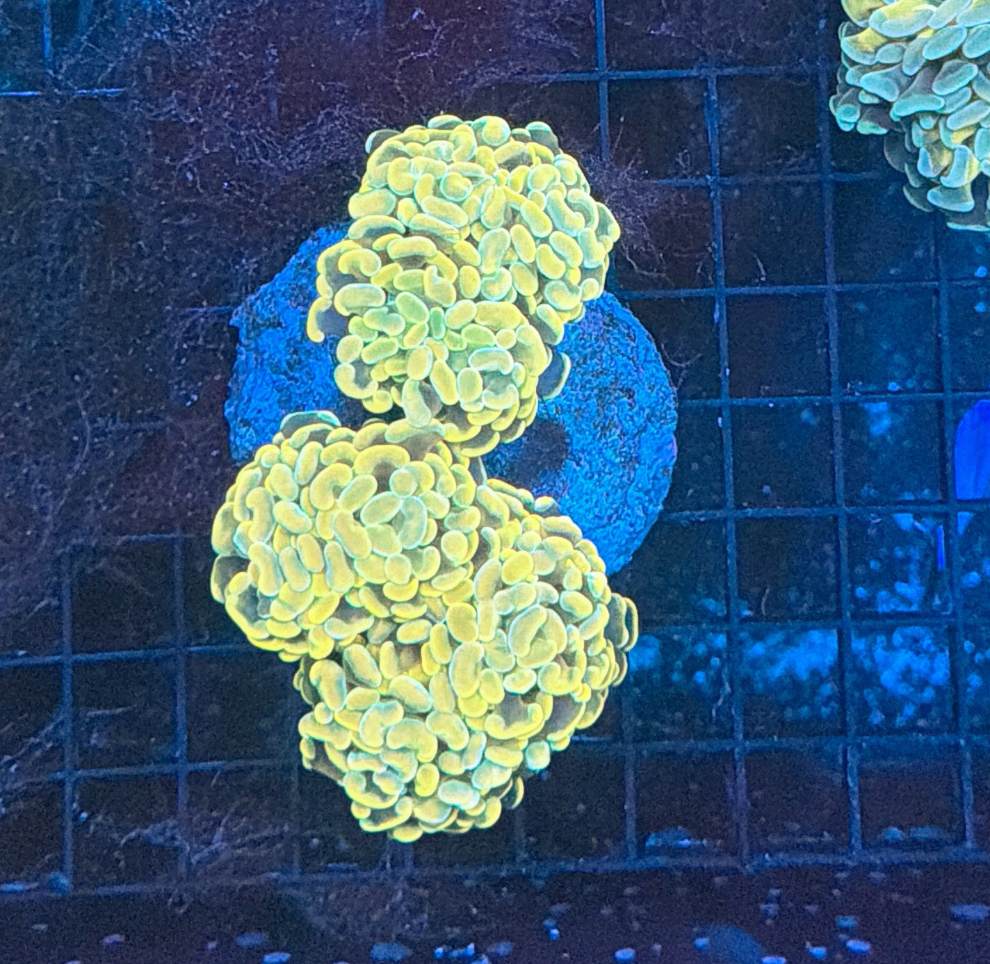 Indo hammer colony