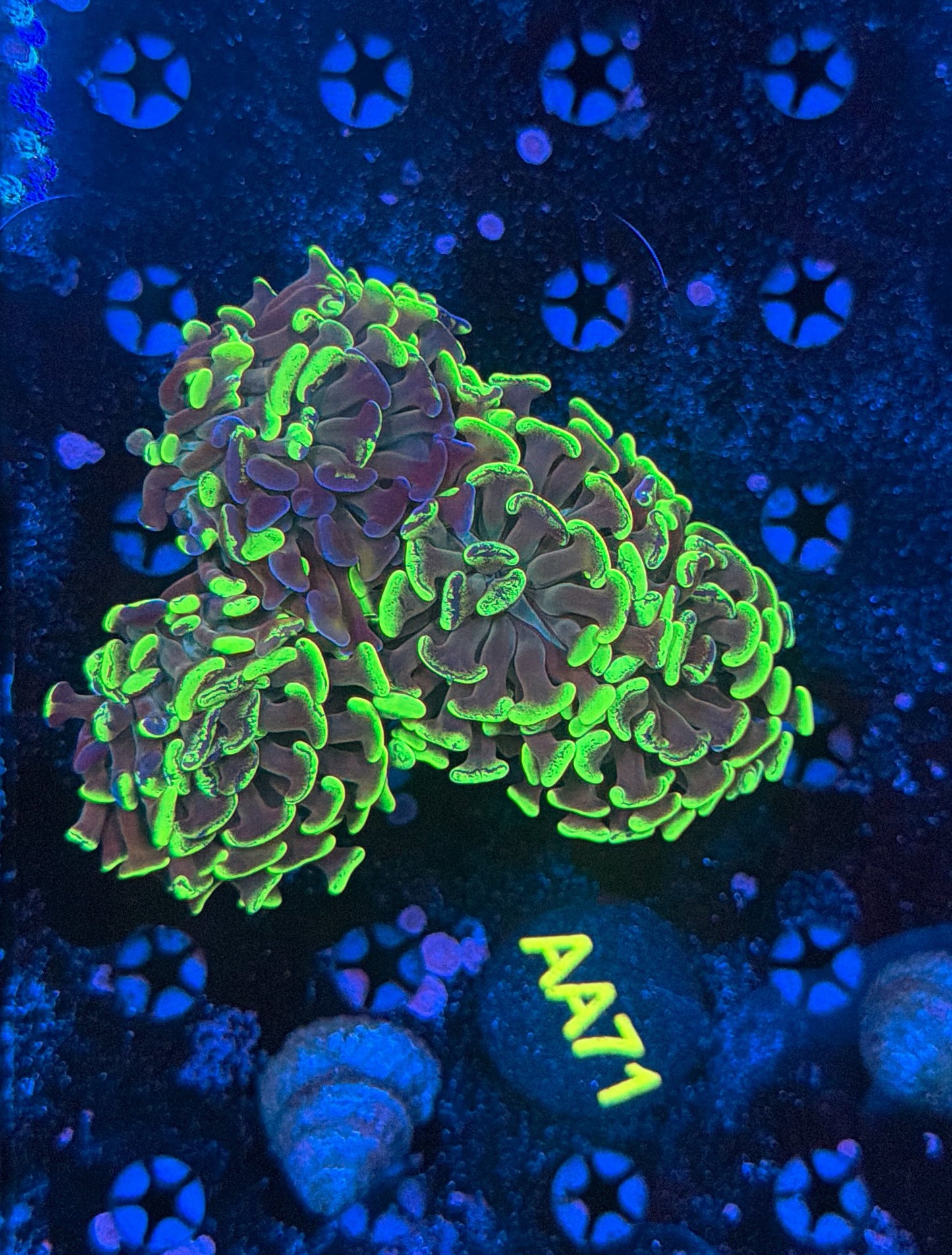 Indo Hammer Colony