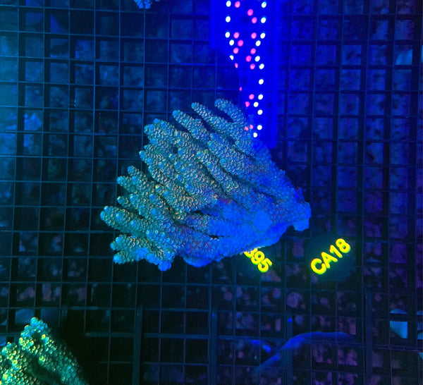 Malay Acro