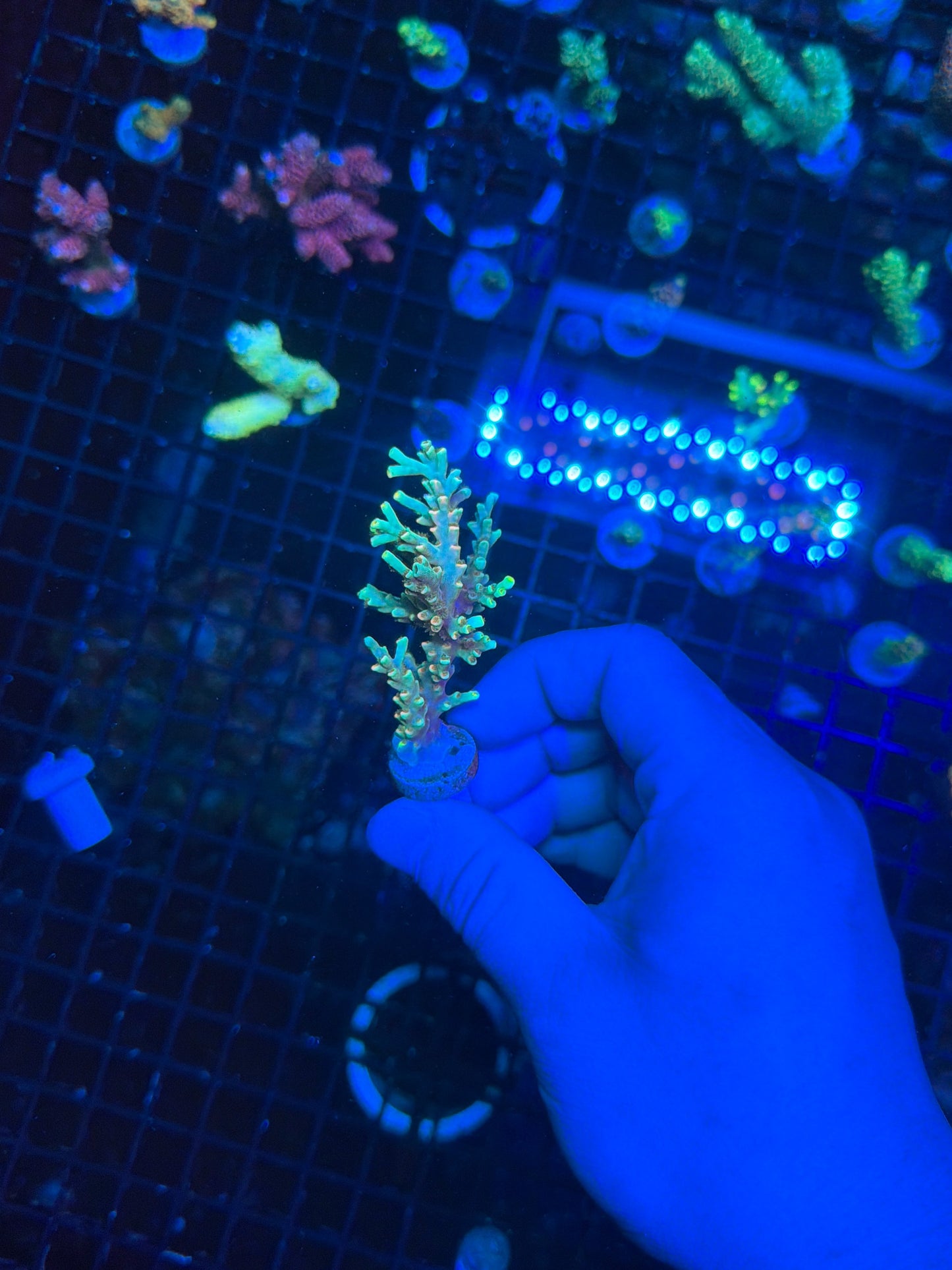 Speciosa encrusted mini colony