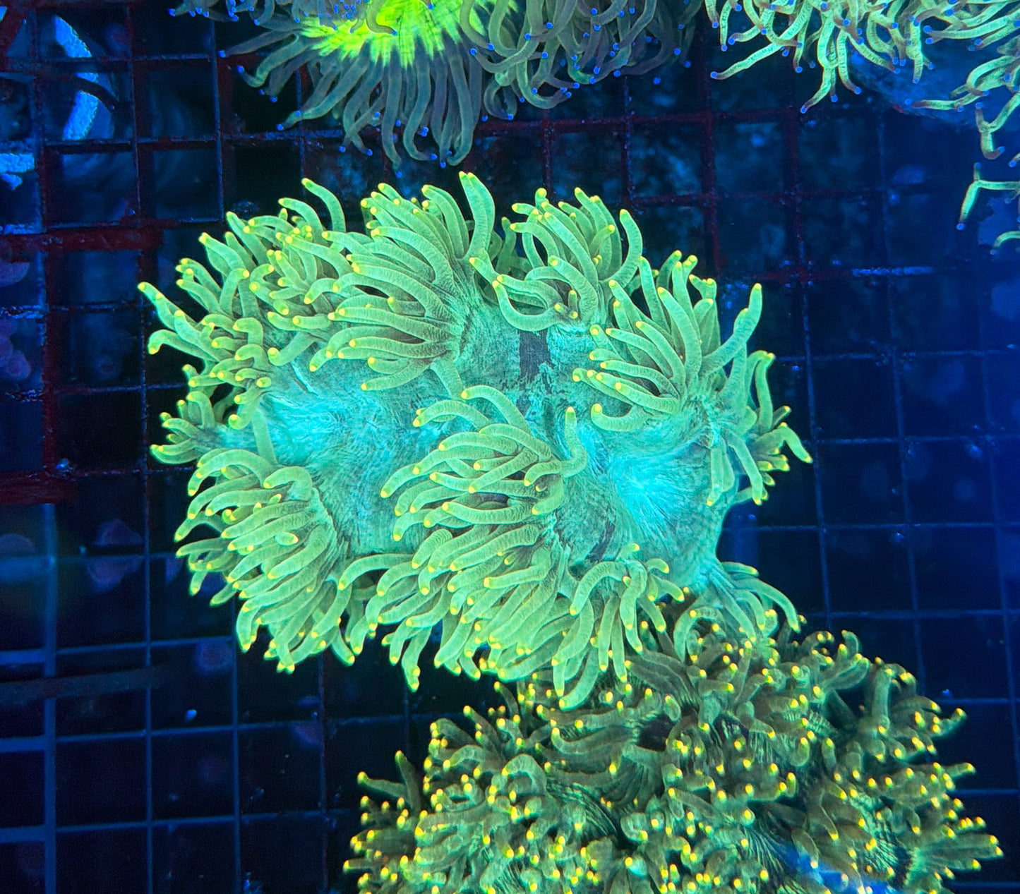 Elegance coral