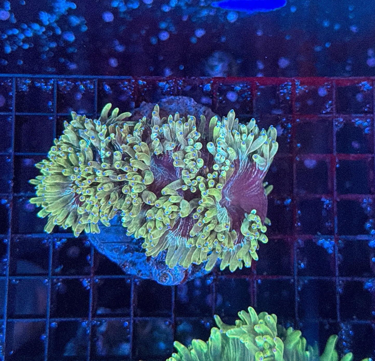 Elegance coral