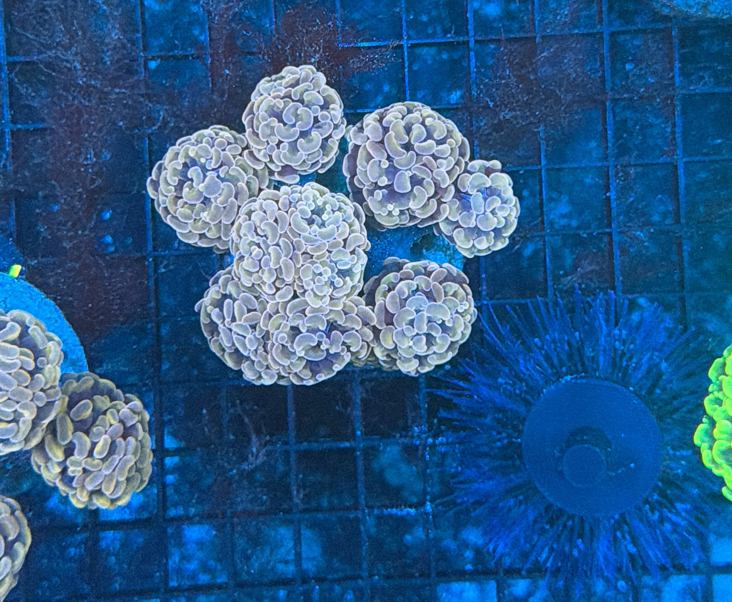 Indo hammer colony