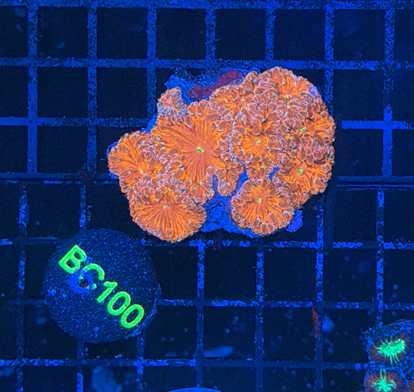 Indo Rainbow blasto
