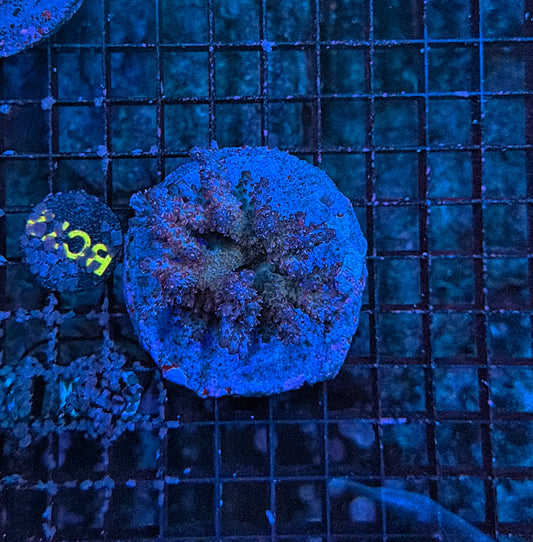 Indo Premium acro clearance