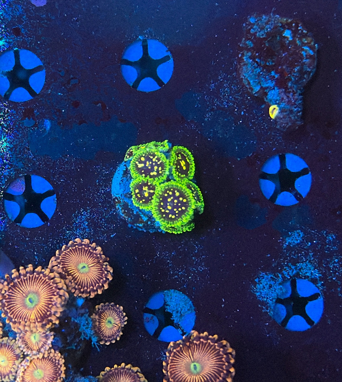 Zoa Frag
