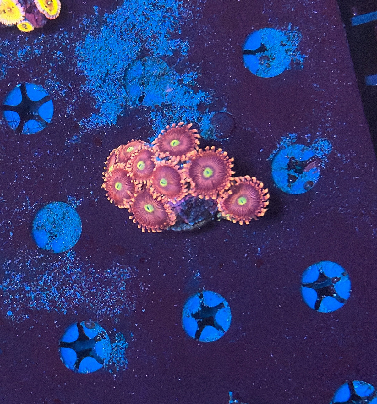 Zoa Frag