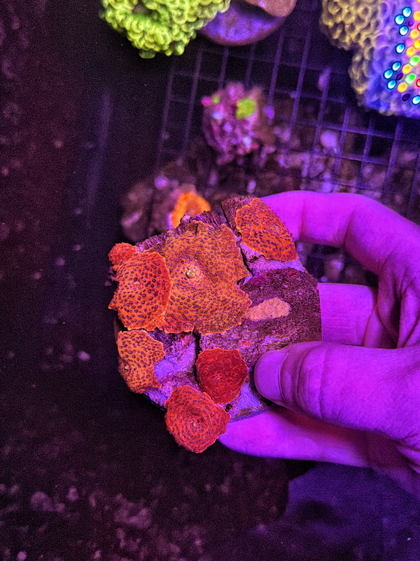 superman mushroom rock