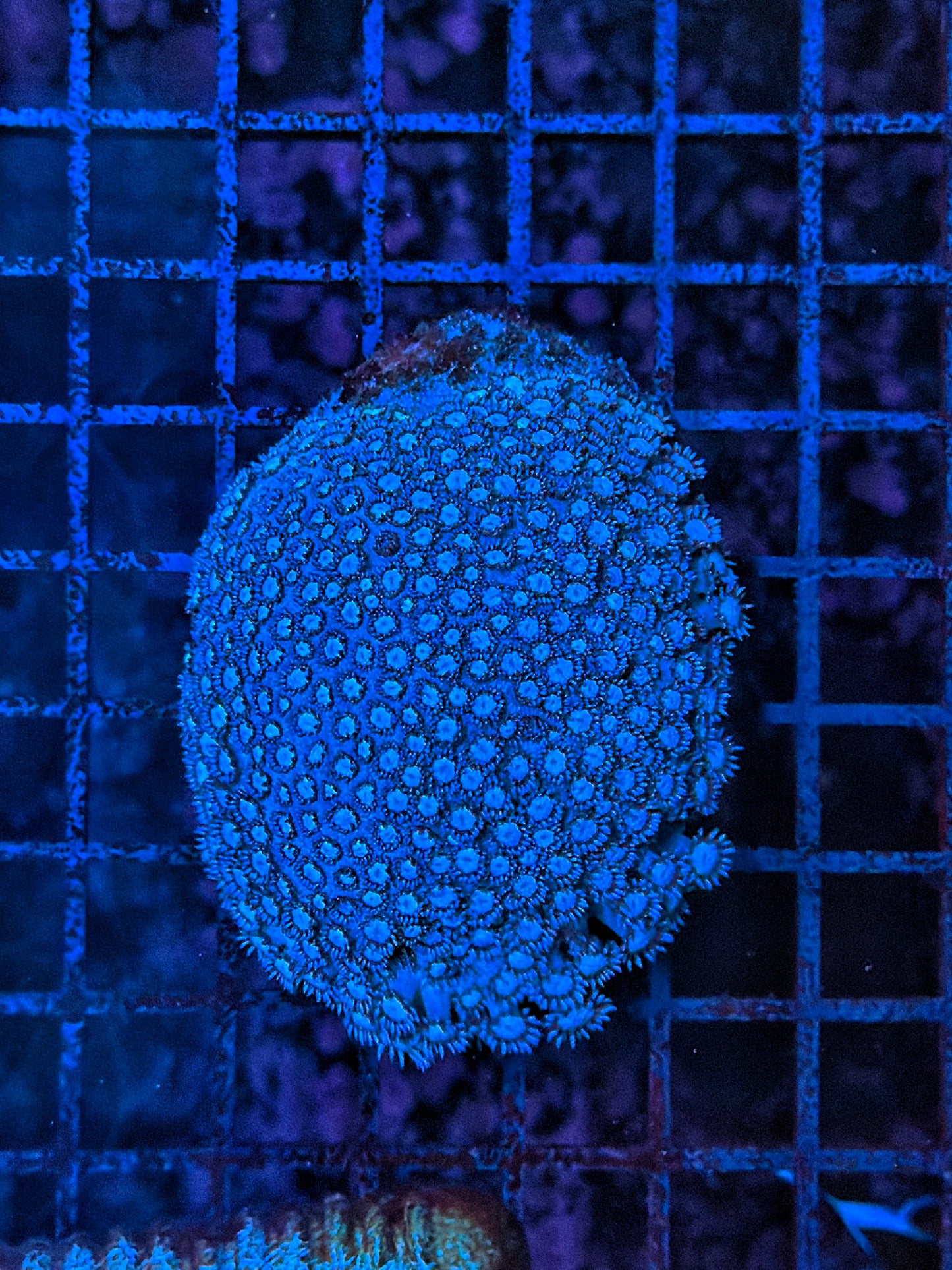Blue goni
