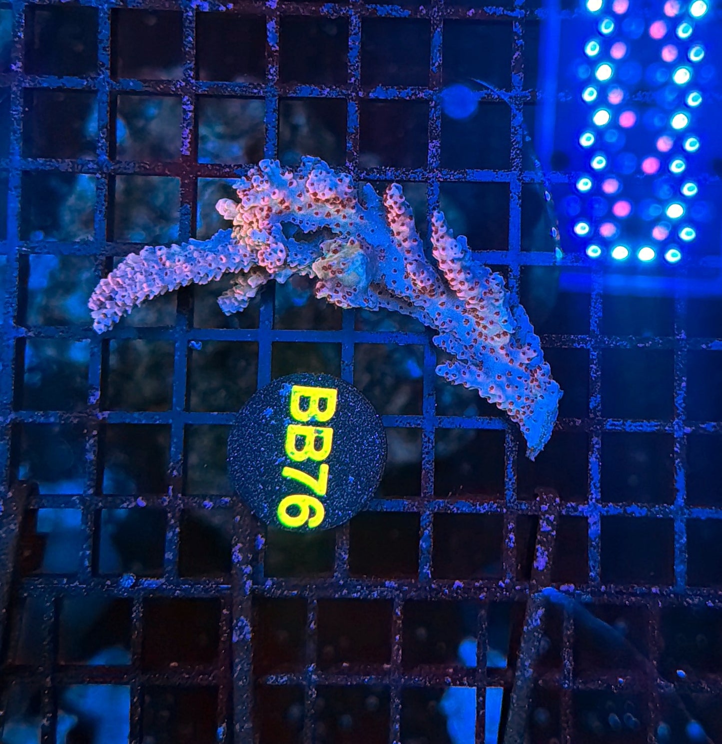 Malay selago mini colony