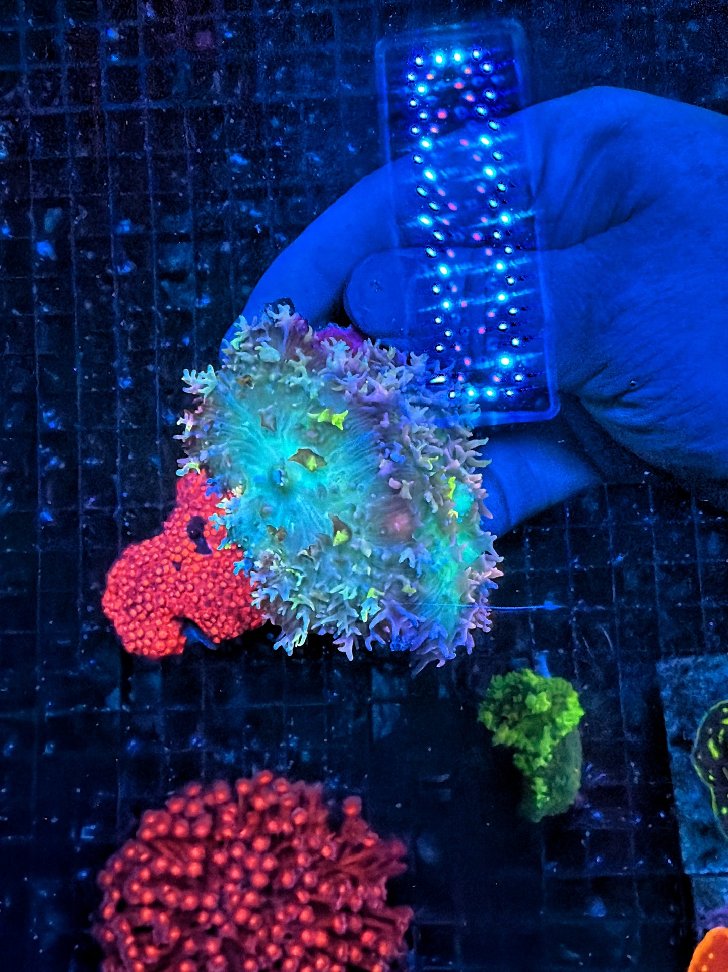 Rainbow carpet double shroom