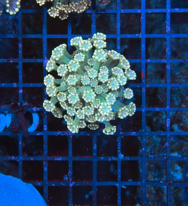 SP alveopora
