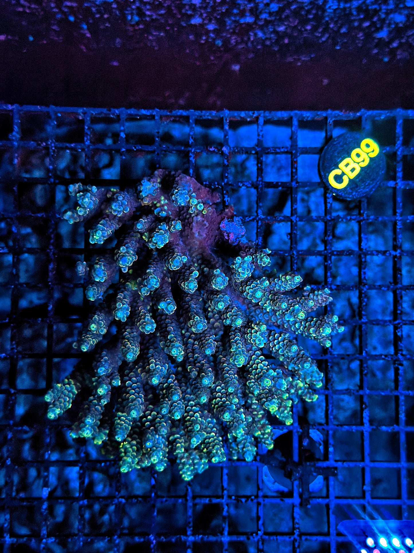Malay Acro Graft not colored up
